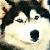 :iconhusky-fan-club:
