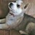 :iconhusky-lover4-ever: