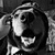 :iconhusky-vs-yksuh: