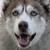 :iconhuskydomain: