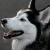 :iconhuskyspirit:
