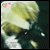 :iconhybrid-lotus: