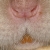 :iconhybrid-rats:
