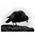 :iconhybridlost: