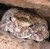:iconhydrophis: