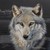 :iconhydroxwolf: