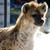 :iconhyenab0y: