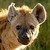 :iconhyenapup: