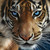 :iconhyper-bumble-bee: