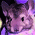 :iconhyperchinchilla: