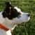 :iconhyperpittie: