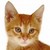:iconhyperstripe-the-cat: