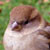 :iconhypnohawk: