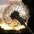 :iconhysterical-dandelion: