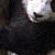 :iconi-am-a-panda: