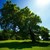 :iconi-am-a-tree: