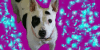 :iconi-am-not-vicious: