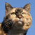 :iconI-Am-Robin: