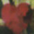 :iconi-are-lollipop: