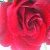 :iconi-heart-gnr: