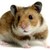 :iconi-love-hamatro: