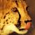 :iconi-love-kittinz: