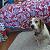 :iconi-r-beagle: