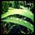 :iconi-roll-in-the-grass: