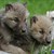 :iconi-wolfs: