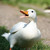 :iconiamaduck202: