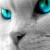 :iconiamcamerashy: