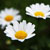 :iconiameve:
