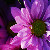 :iconiamkatherine:
