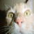 :iconiamme385: