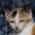 :iconiamnyhtshade:
