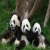 :iconiamtehpanda: