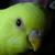 :iconian-doki: