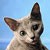 :iconibctasimy: