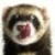 :iconibjumblin: