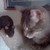 :iconibrittybabes: