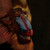 :iconicarus667: