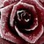 :iconice-dutchess:
