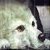 :iconice-pelt: