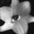 :iconice-rayne: