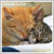 :iconicecat85: