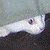 :iconicedingo: