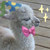 :iconiceflurry: