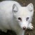 :iconicefox11: