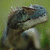 :iconicehbird: