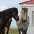 :iconicelandichorses98: